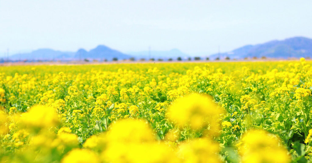 菜の花 スポットガイド 2019 - Webタウン情報おかやま