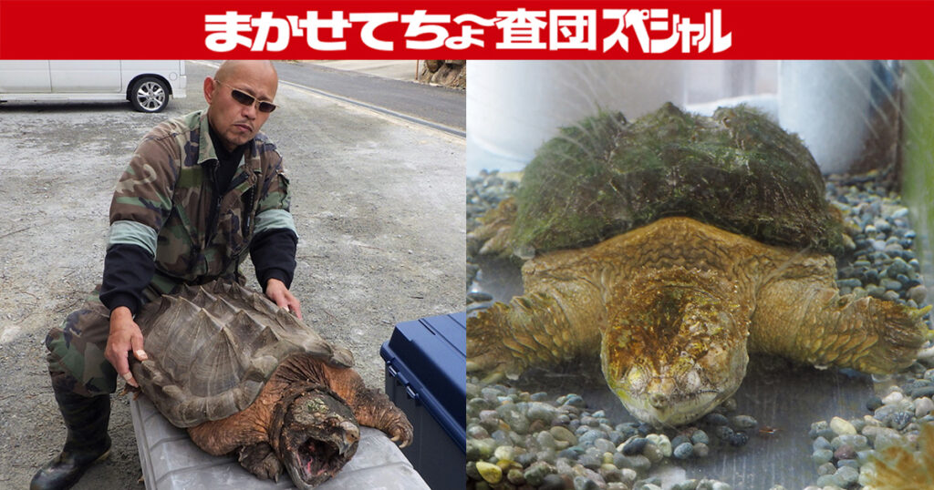 岡山市 ワニガメ生態研究所 500体以上の危険生物を飼育 全国から依頼が殺到する ワニガメ生態研究所 の内部に潜入 日刊webタウン情報おかやま
