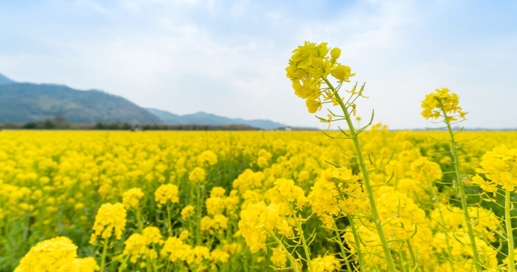 春のおでかけ 菜の花ドライブ 21 奈義 笠岡 日刊webタウン情報おかやま