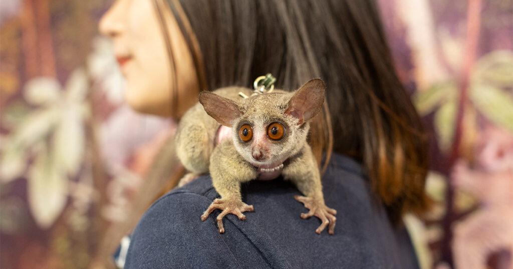 GaraMomoCAFE》のびのび過ごす夜行性の小動物と触れあえるアニマル