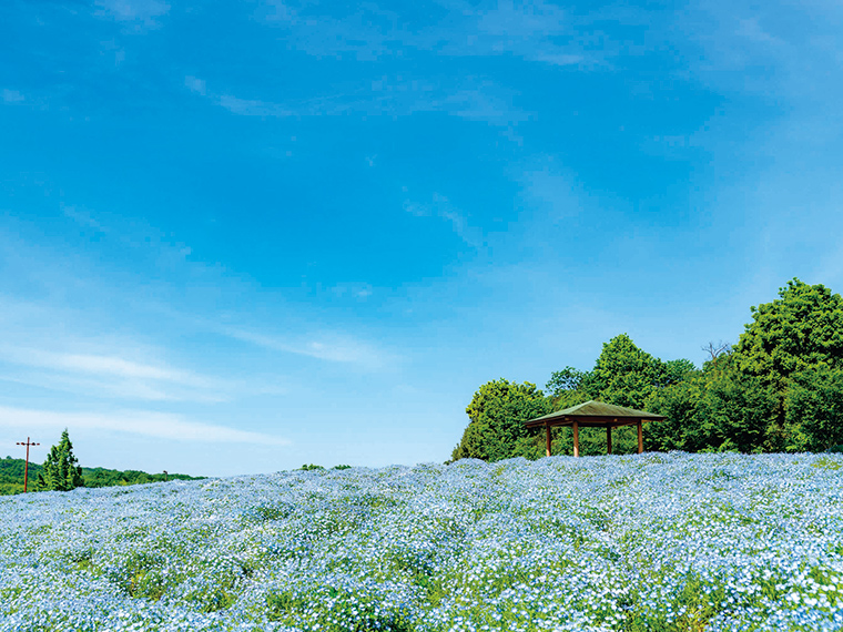 国営備北丘陵公園