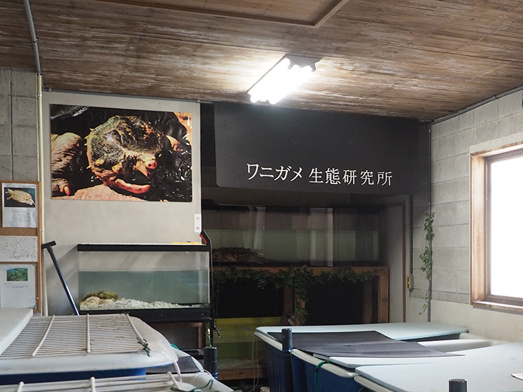 岡山市 ワニガメ生態研究所 500体以上の危険生物を飼育 全国から依頼が殺到する ワニガメ生態研究所 の内部に潜入 日刊webタウン情報おかやま
