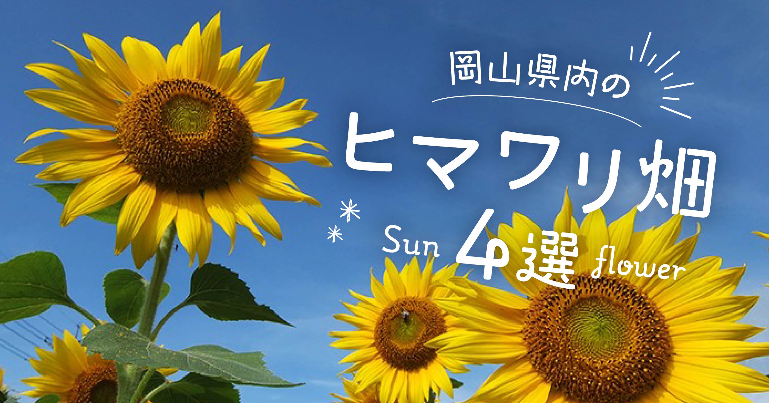 【本数・見頃情報付き】黄色い花びらのじゅうたん！　岡山県内のヒマワリ畑4選。（2025年）