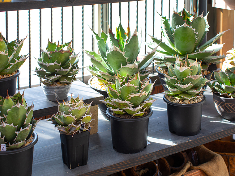 ViViAN HONEStY PARADiSE