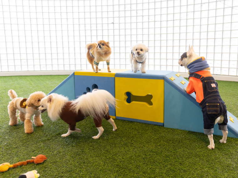 ワンちゃんの健康を考えたドッグラン GRASS 倉敷店