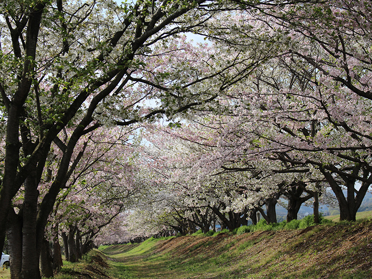 かさおか太陽の広場 千本桜