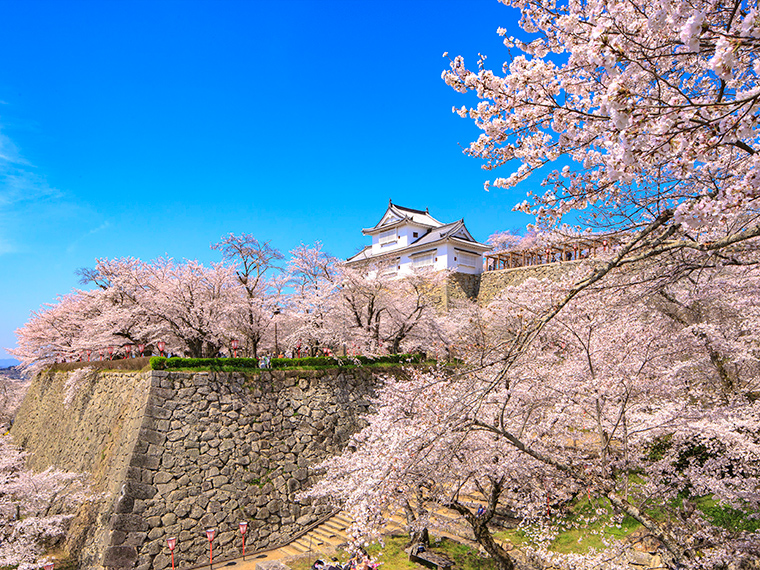 行ってよし 写真で見てよし 桜の名所 日刊webタウン情報おかやま