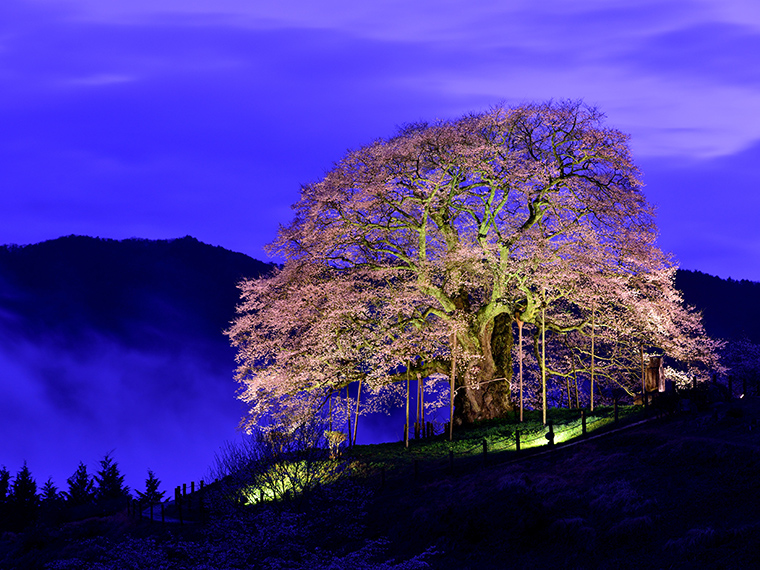 醍醐桜