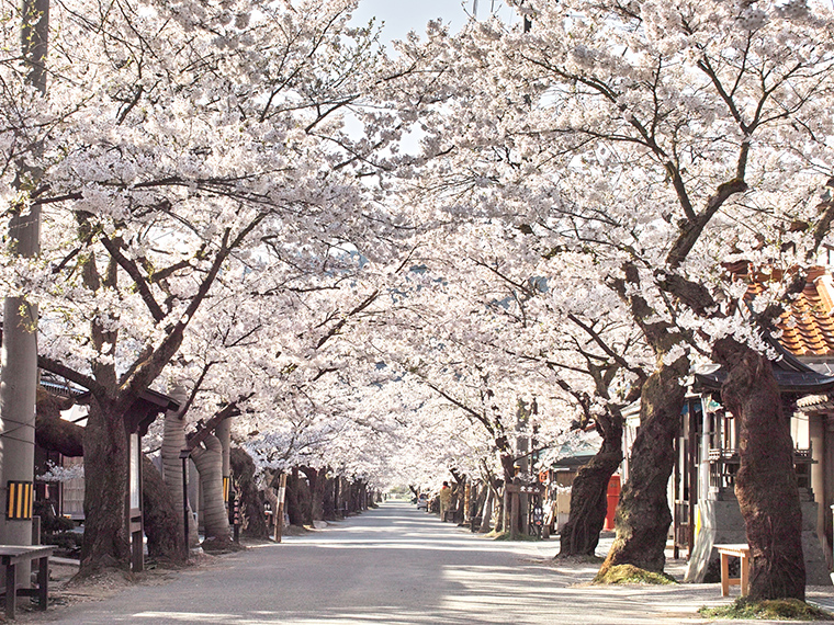 がいせん桜通り