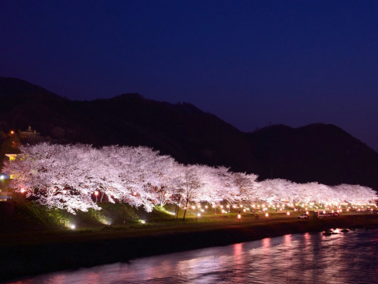 久世トンネル桜